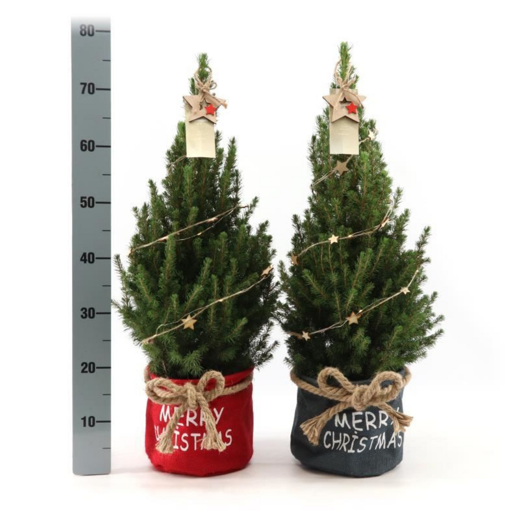 Kleiner Weihnachtsbaum in Weihnachtsbeutel rot – 70 cm – Picea Glauca Conica – Sternbeleuchtung inklusive Batterien