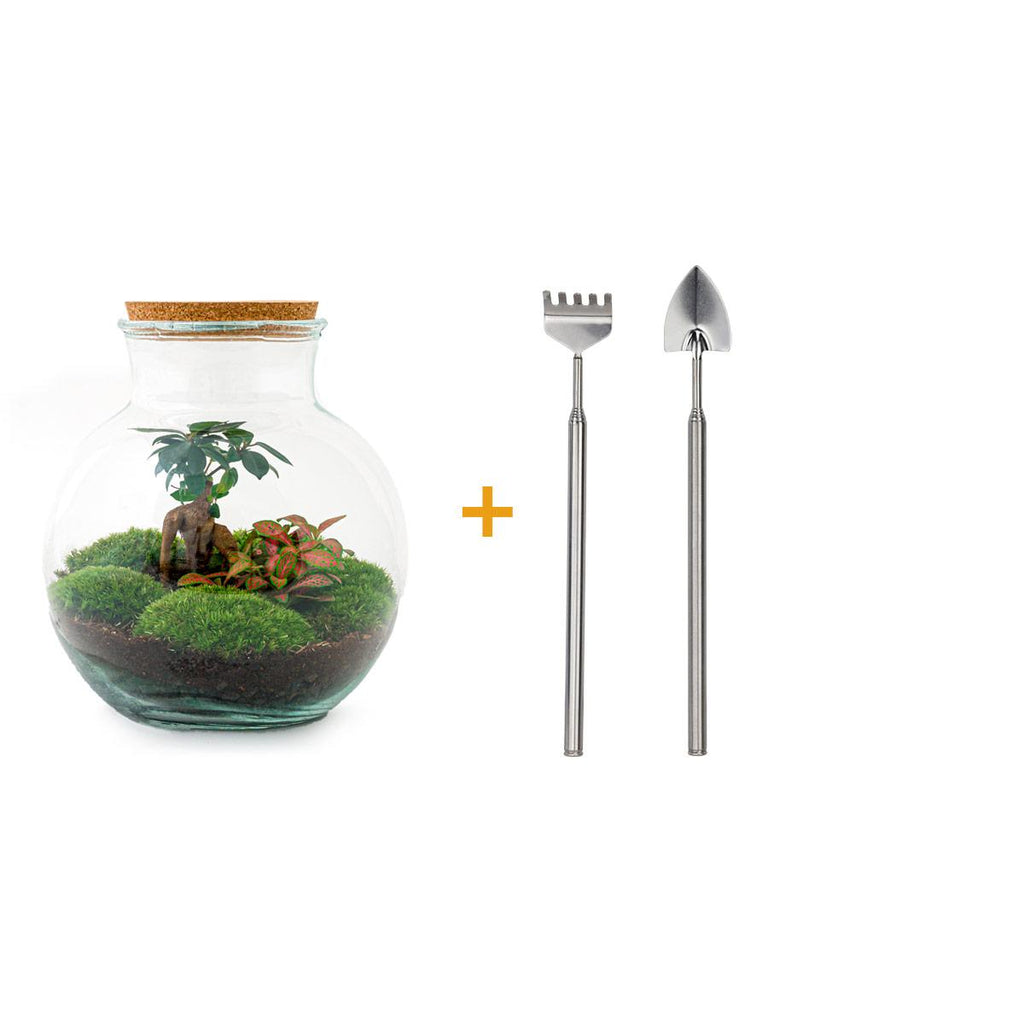 Flaschengarten - Teddy bonsai - ↕ 26,5 cm - Rechen + Schaufel