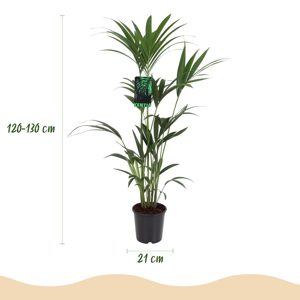 Green boutiQ - Zimmerpflanze - Howea Forsteriana - Kentia Palme - Wenig Pflege - Grün - 2 Pflanzen - Topf 21cm - Höhe 120-130cm