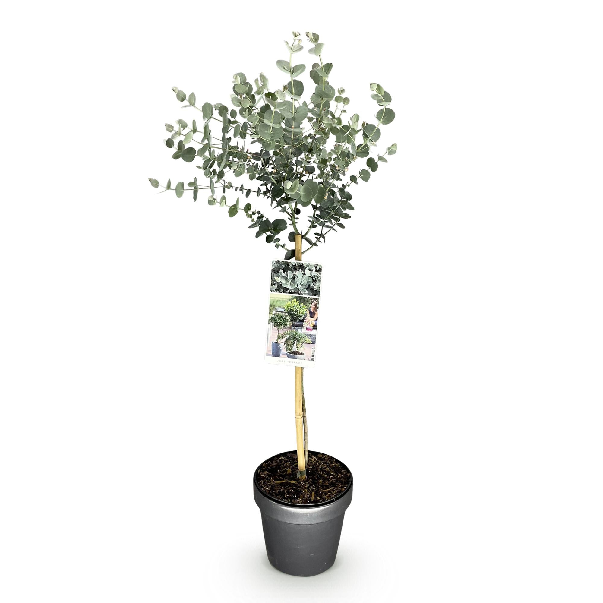 Pflanzen auf Stamm - Eucalyptus gunni Azure - Terrassenpflanze - Immergrün - Winterhart - Graues Blatt - Topf 19 cm Höhe 90 cm