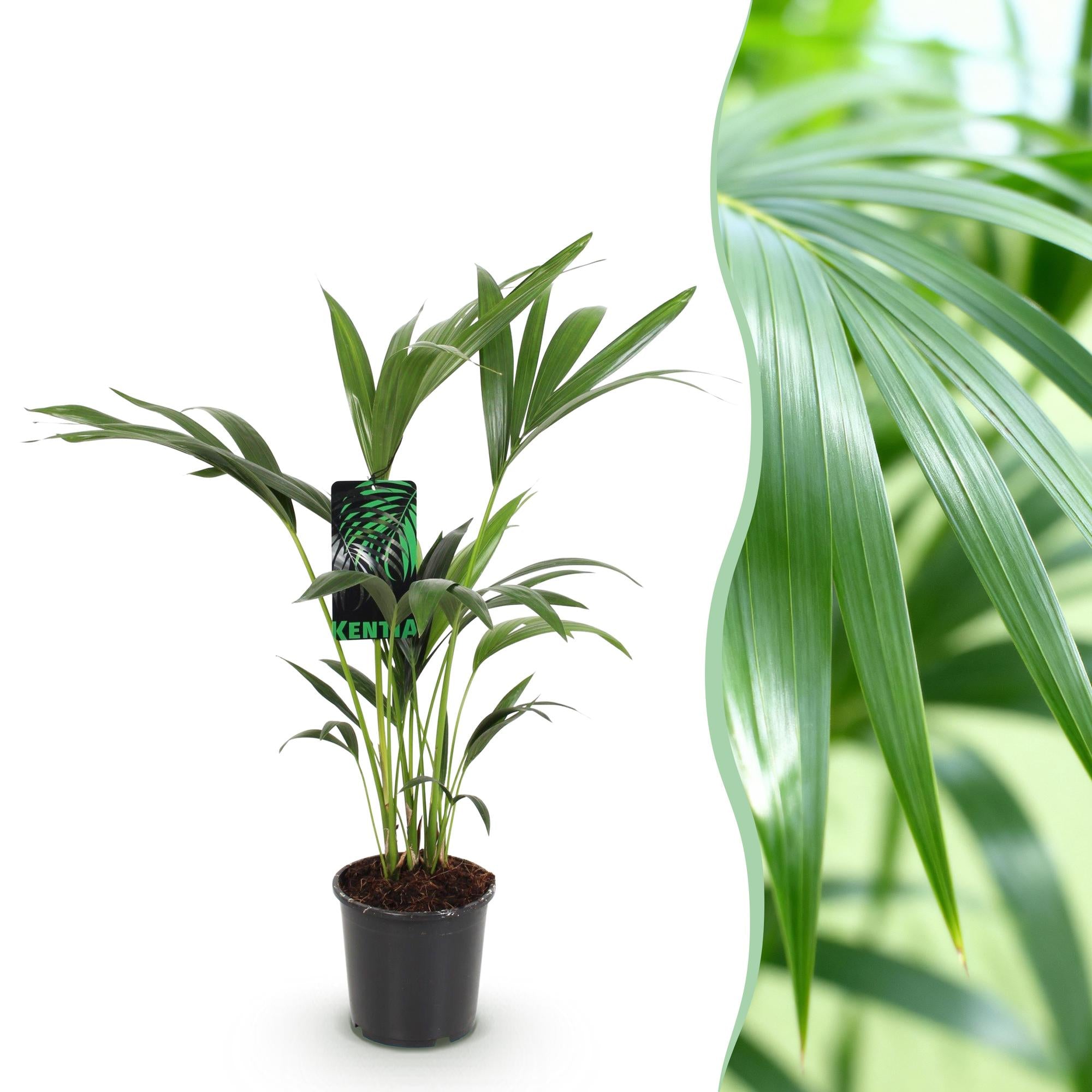 Green boutiQ - Zimmerpflanze - Howea Forsteriana - Kentia Palme - Wenig Pflege - Grün - 1 Pflanze - Topf 17cm - Höhe 70-75cm
