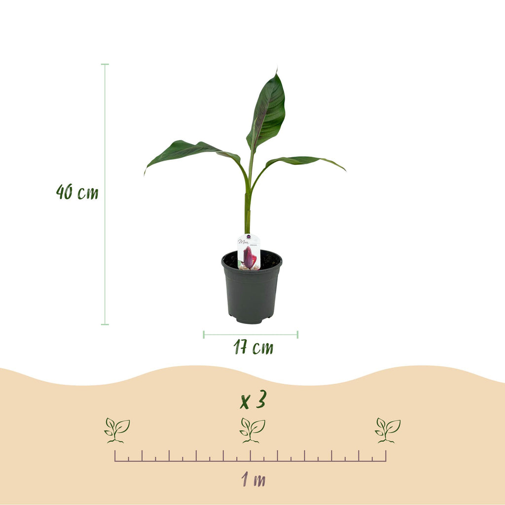 Obstpflanze - Bananenpflanze - Musa sikkemensis Red Tiger - Winterhart - 6 Pflanzen - Topf 17cm Höhe 40cm