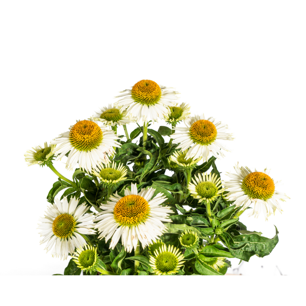 Echinacea purpurea White Ø19cm - ↕60 - 70cm