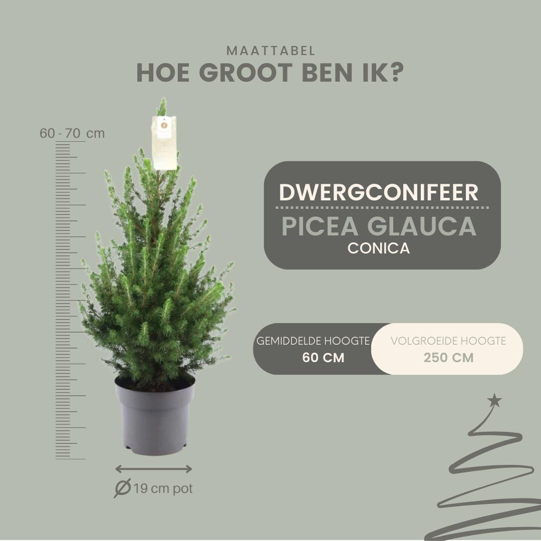 Kleiner Weihnachtsbaum - Picea gl. Conica 'December' Ø19