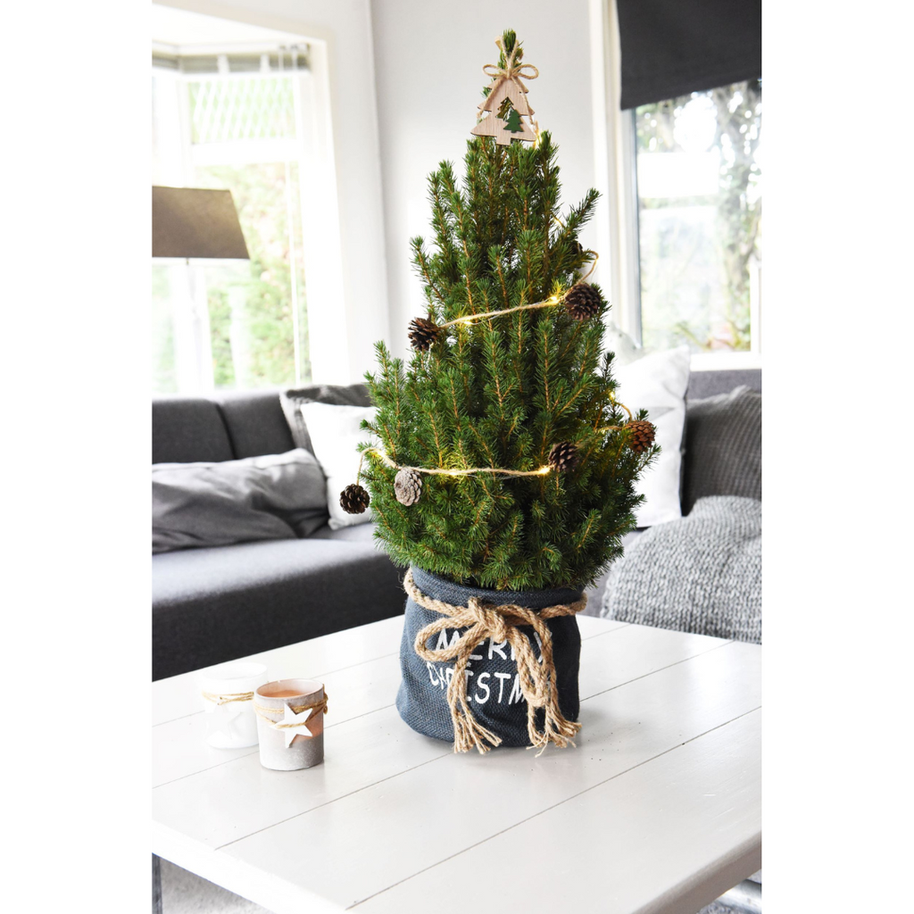 Kleine Weihnachtsbaum in Xmas Bag blau - 70 cm - Picea Glauca Conica -