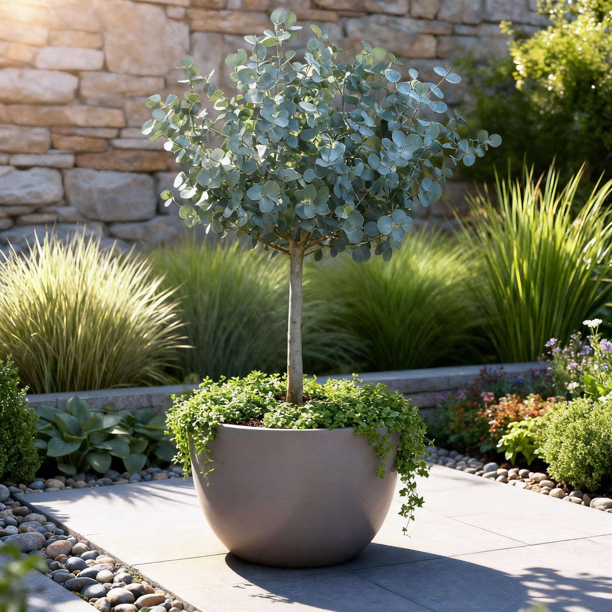 Pflanzen auf Stamm - Eucalyptus gunni Azure - Terrassenpflanze - Immergrün - Winterhart - Graues Blatt - Topf 19 cm Höhe 90 cm