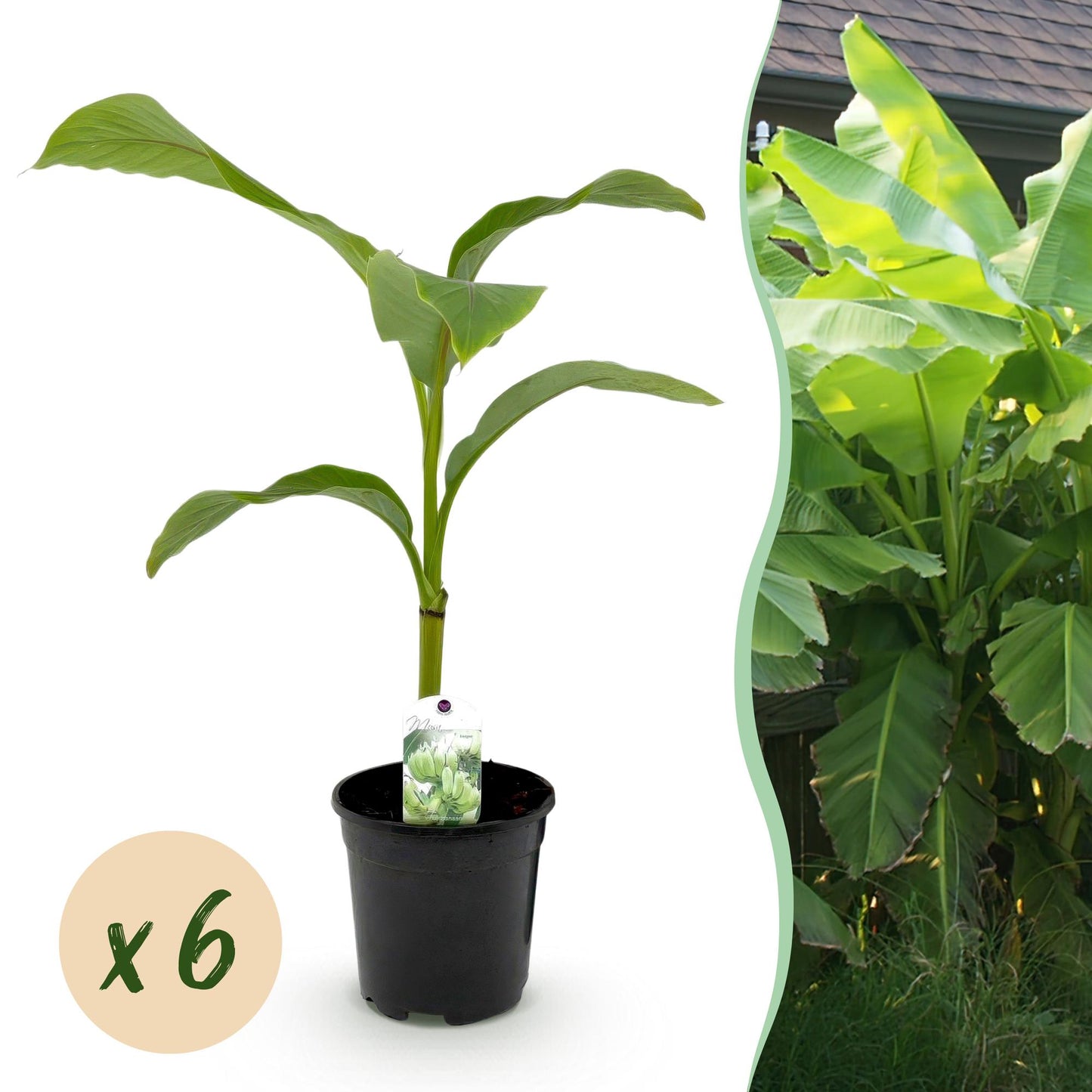 Obstpflanze - Bananenpflanze - Musa Basjoo - Winterhart - 6 Pflanzen - Topf 17cm Höhe 40cm