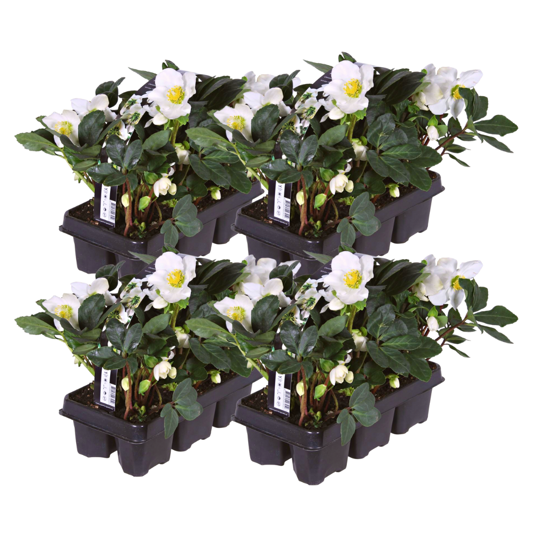 Helleborus niger ‘Christmas Carol’ – 24 Christrosen im Set (4 x Sixpack)