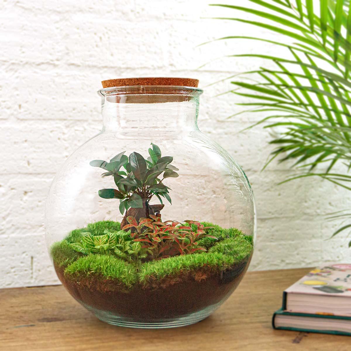 Flaschengarten - Bolder Bob Bonsai - ↕ 30 cm - Ohne Werkzeuge