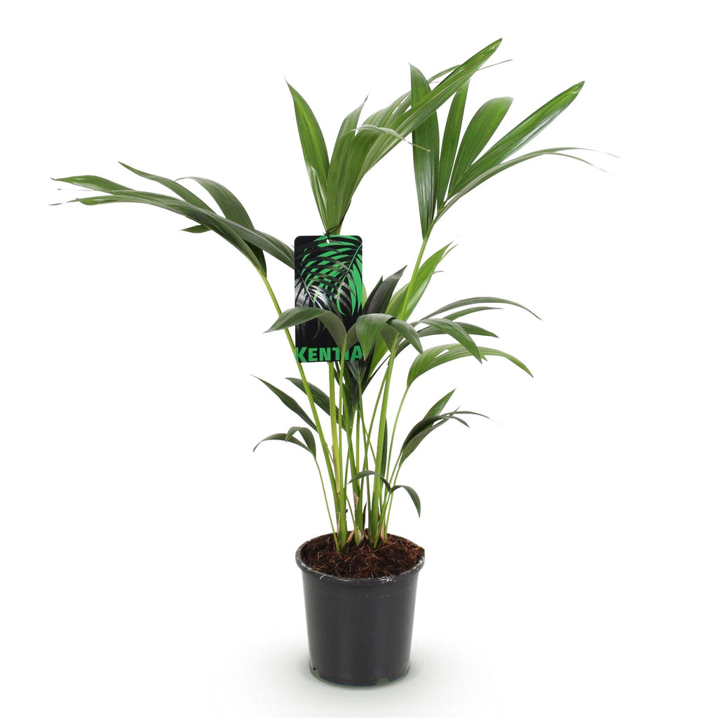 Green boutiQ - Zimmerpflanze - Howea Forsteriana - Kentia Palme - Wenig Pflege - Grün - 1 Pflanze - Topf 17cm - Höhe 70-75cm