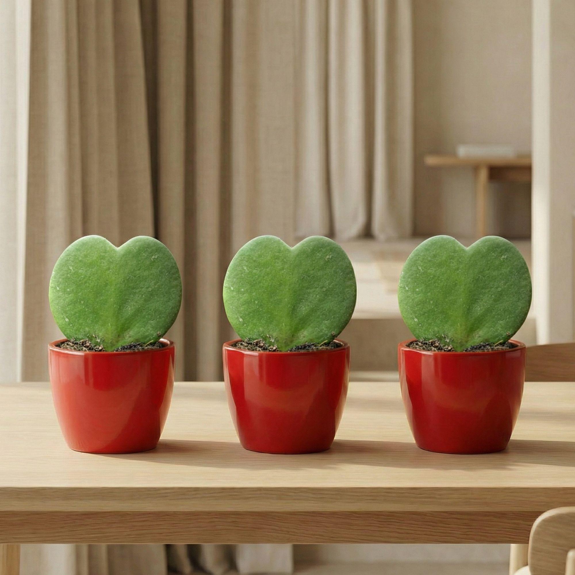 Sweetheart Pflanzen Set (Hoya Kerrii ) - 3x Topf & Pflanzen - Rood