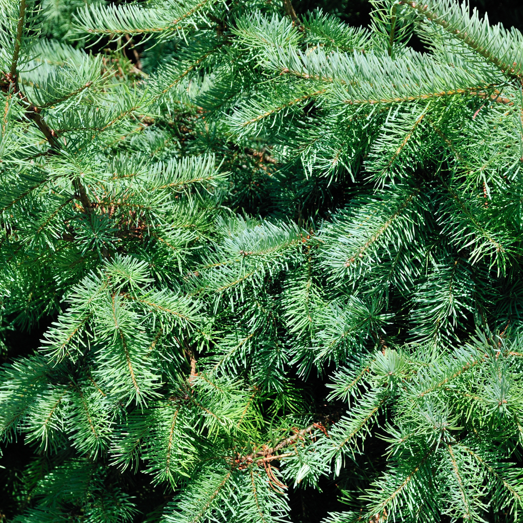 Kleiner Weihnachtsbaum – 70 cm – Picea Glauca Conica