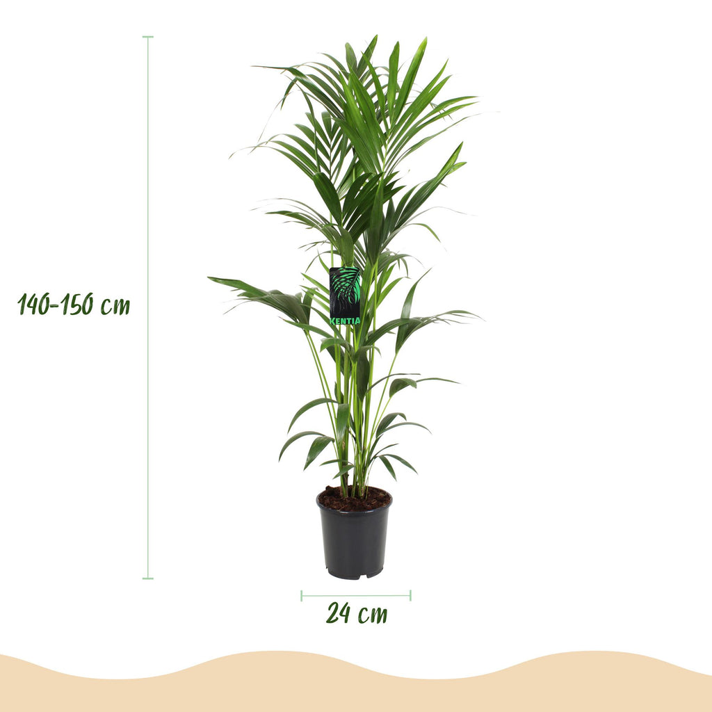 Green boutiQ - Zimmerpflanze - Howea Forsteriana - Kentia-Palme - Wenig Pflege - Grün - 1 Pflanze - Topf 24cm - Höhe 140-150cm