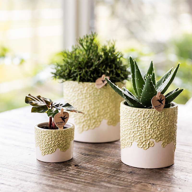 Blumentopf - Grün - Ø12cm