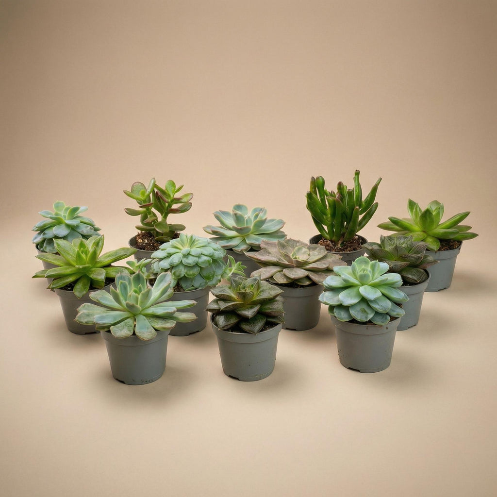 12er-Set – Sukkulenten-Mix-Set – Verschiedene Sukkulenten in 6-cm-Töpfen (8–12 cm hoch)