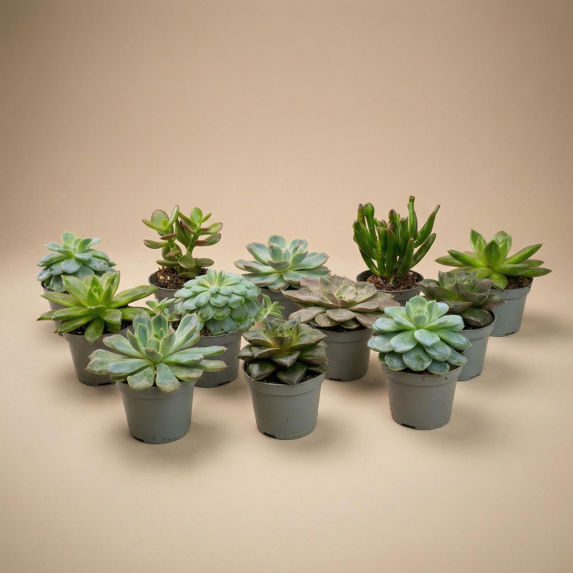 12er-Set – Sukkulenten-Mix-Set – Verschiedene Sukkulenten in 6-cm-Töpfen (8–12 cm hoch)