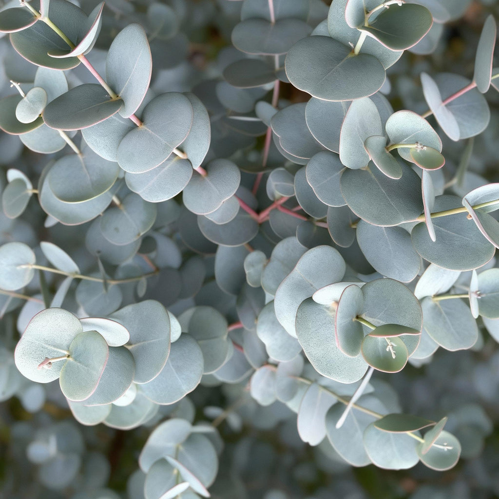 Pflanzen auf Stamm - Eucalyptus gunni Azure - Terrassenpflanze - Immergrün - Winterhart - Graues Blatt - Topf 19 cm Höhe 90 cm