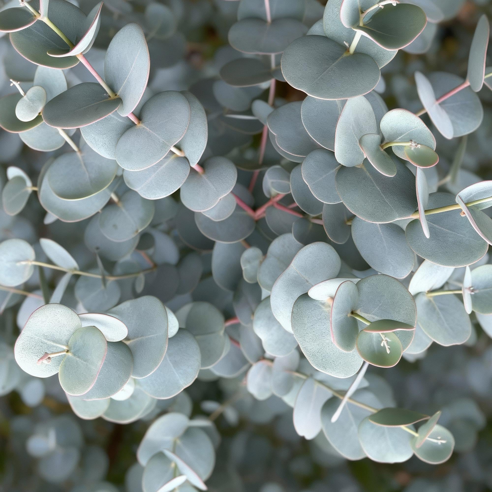 Pflanzen auf Stamm - Eucalyptus gunni Azure - Terrassenpflanze - Immergrün - Winterhart - Graues Blatt - Topf 19 cm Höhe 90 cm