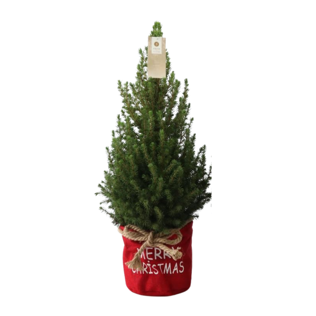 Kleiner Weihnachtsbaum in Weihnachtsbeutel rot – 70 cm – Picea Glauca Conica – Einzelstück
