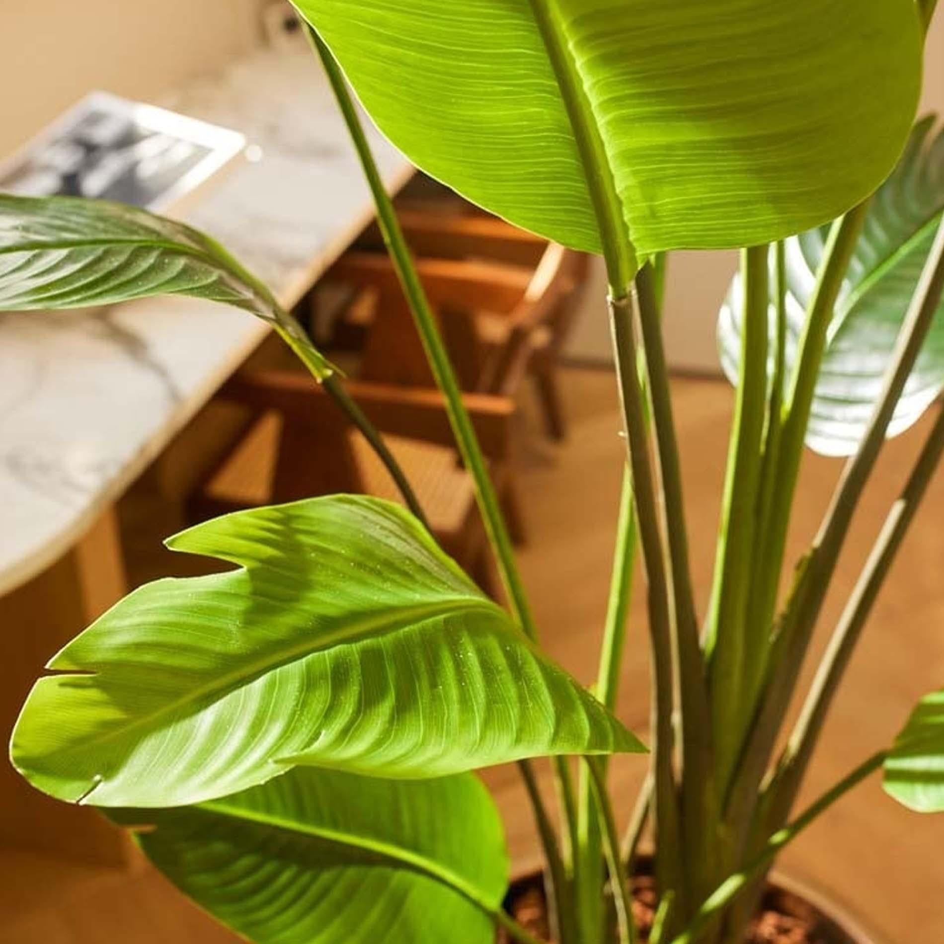 Strelitzia nicolai – 180 cm – In schwarzem Topf – Künstliche Pflanze