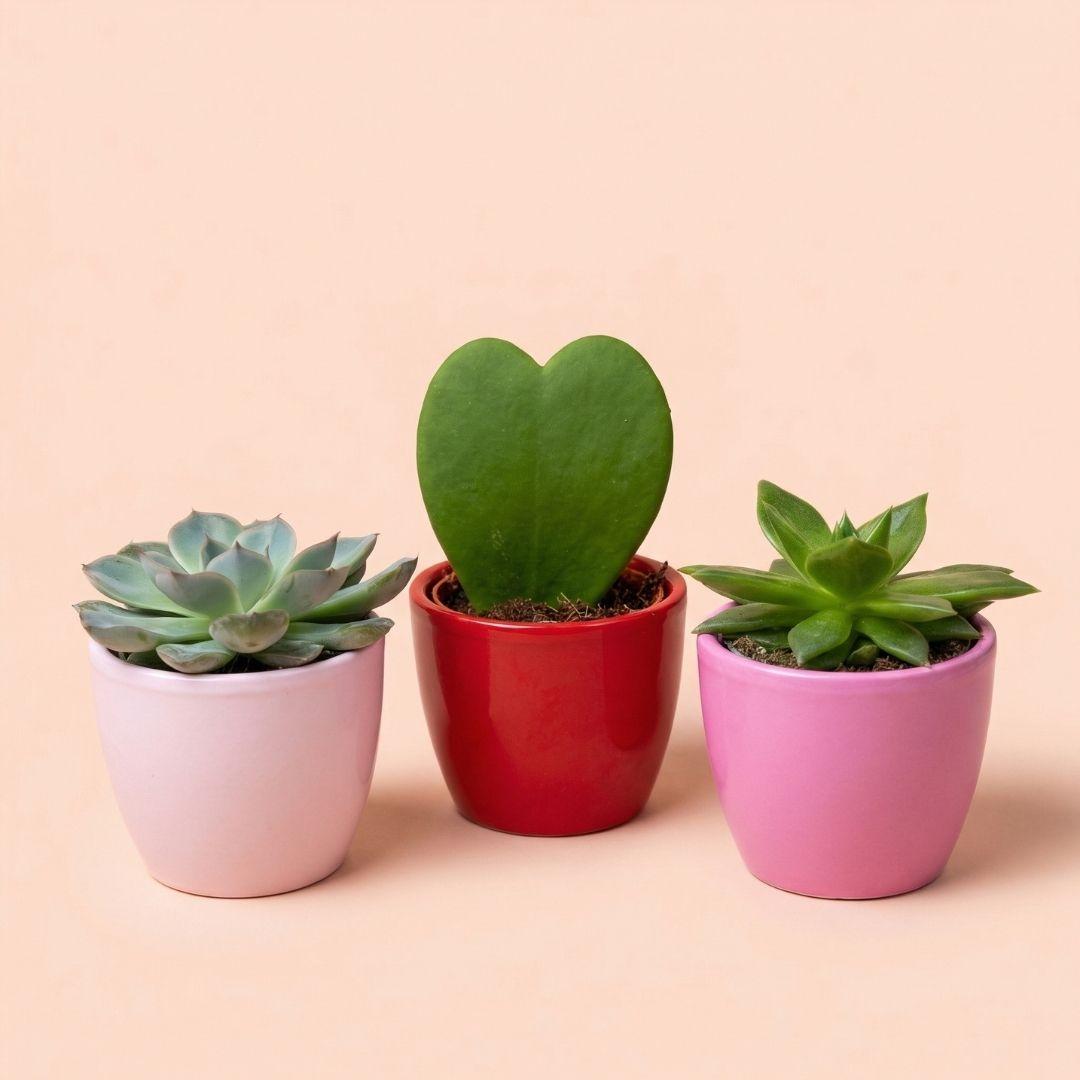 3er-Set mit Minitopf – Love – Sukkulenten – rosa/rot – Ø 6 cm