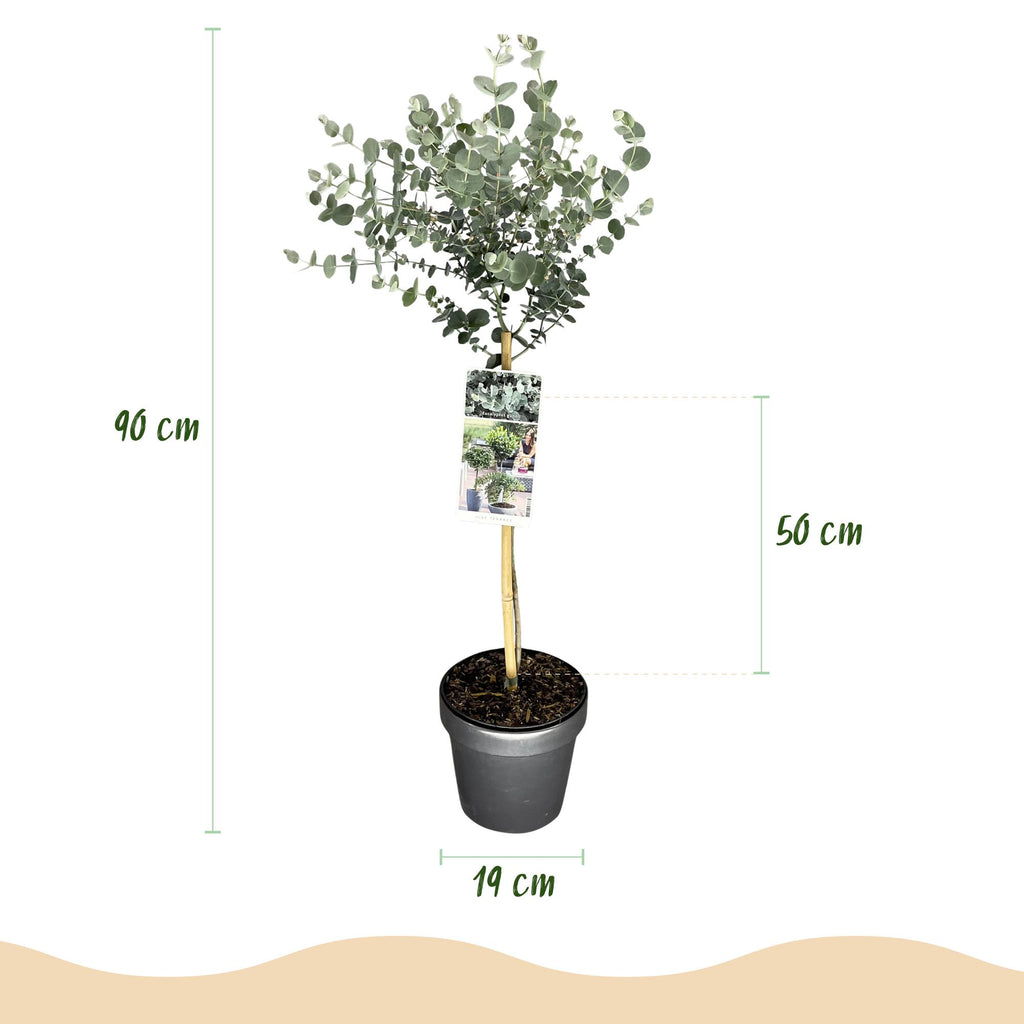 Pflanzen auf Stamm - Eucalyptus gunni Azure - Terrassenpflanze - Immergrün - Winterhart - Graues Blatt - Topf 19 cm Höhe 90 cm