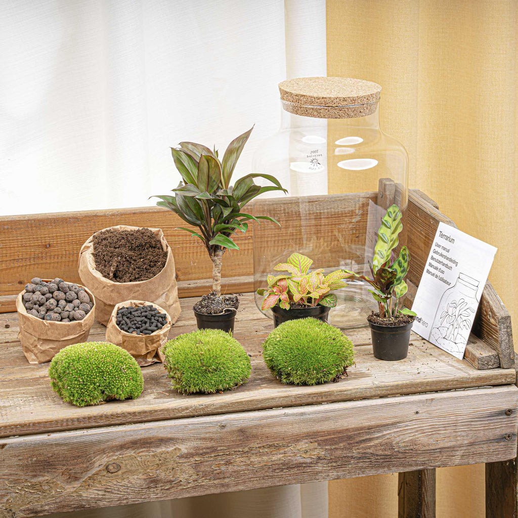 DIY-Pflanzenterrarium mit Beleuchtung – Milky Palm – Ø 21 cm, Höhe 30 cm