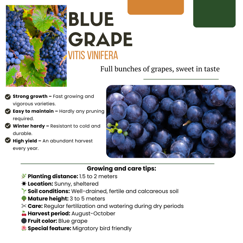 3 x Bio-Weinreben – Ø 13 cm – ↨ 20 cm