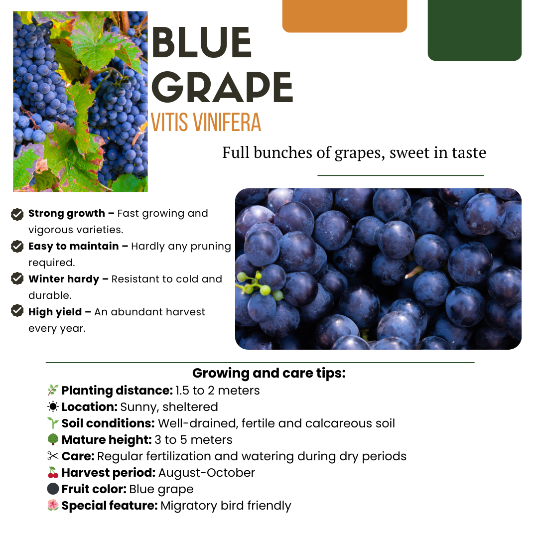 3 x Bio-Weinreben – Ø 13 cm – ↨ 20 cm