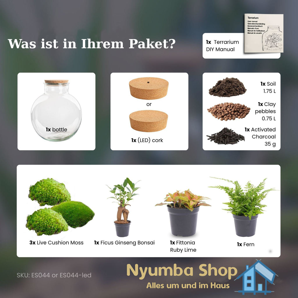 DIY-Pflanzenterrarium mit Licht – Bolder Bob Bonsai – Ø 31 cm ↑ 30 cm