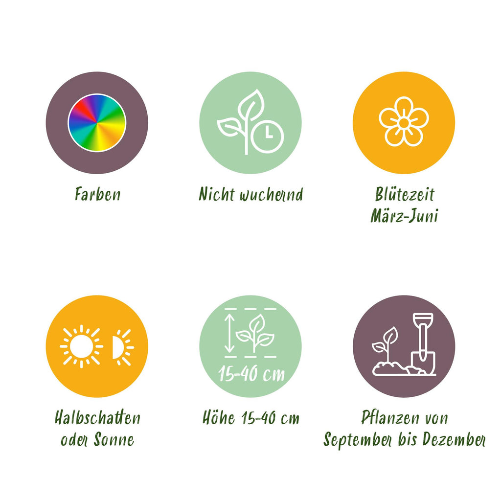 GreenboutiQ - Blumenzwiebeln -  Verschiedene Farben - 125 Stück - Geschenkverpackung