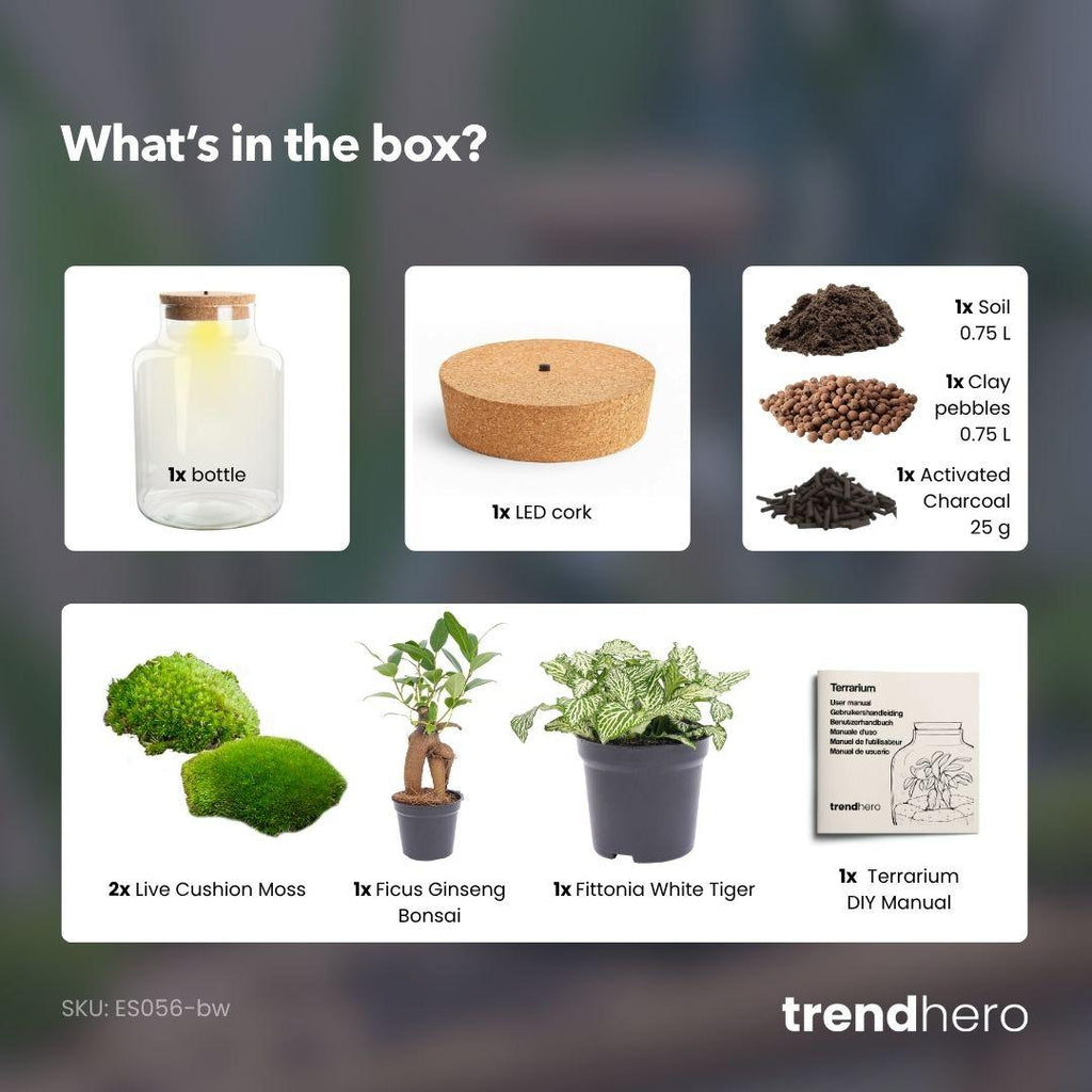 DIY-Pflanzenterrarium mit Licht – Little Milky Bonsai – Ø 17 cm ↑ 25 cm