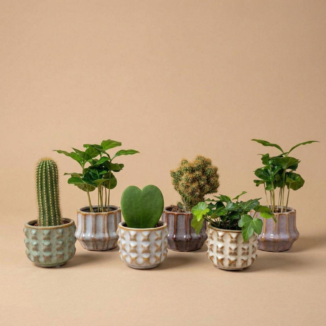 Pflanzen Set von 6 mit Topf Set San Juan - Pflanzen Mix - Ø 6 cm