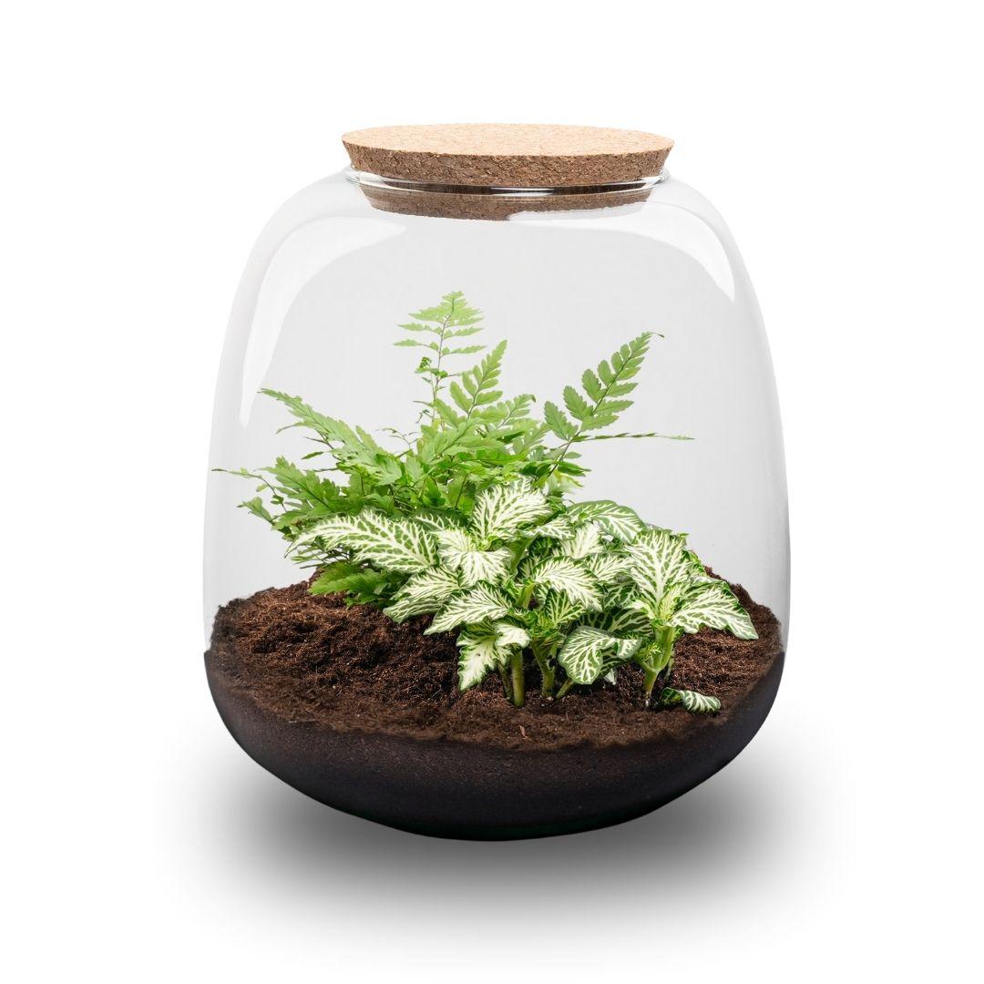 Pflanzen-Terrarium – Emma Mini – DIY – Höhe: 20 cm – Durchmesser: 19 cm – Fittonia „White Tiger“