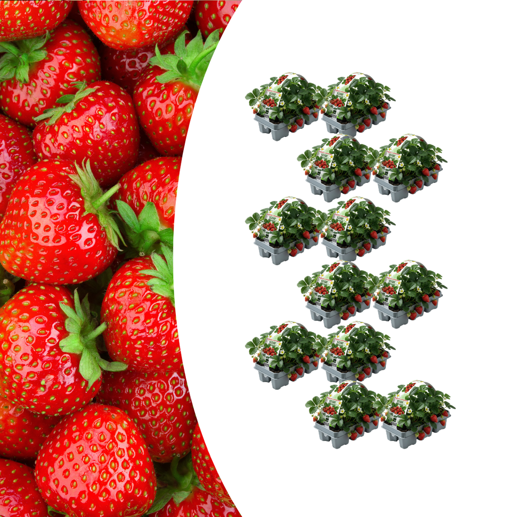 Erdbeeren, 12 x 6er-Pack (Fragaria), 100 % biologisch