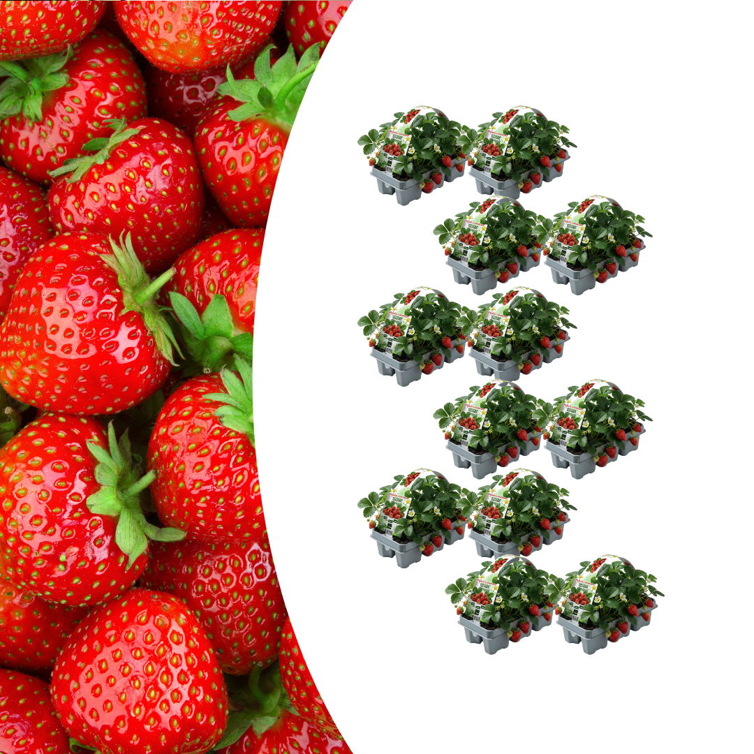 Erdbeeren, 12 x 6er-Pack (Fragaria), 100 % biologisch