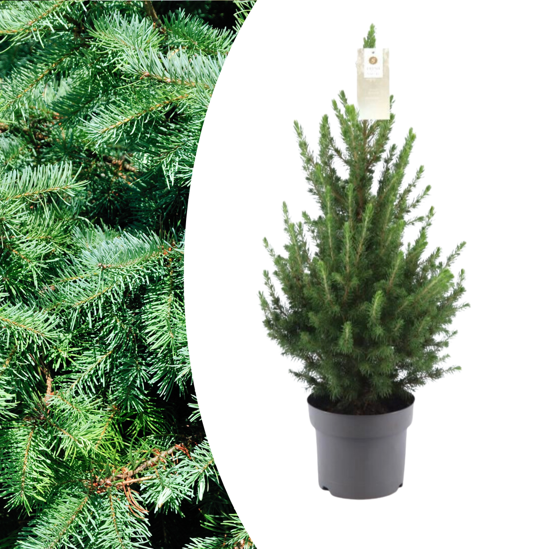 Kleiner Weihnachtsbaum – 70 cm – Picea Glauca Conica