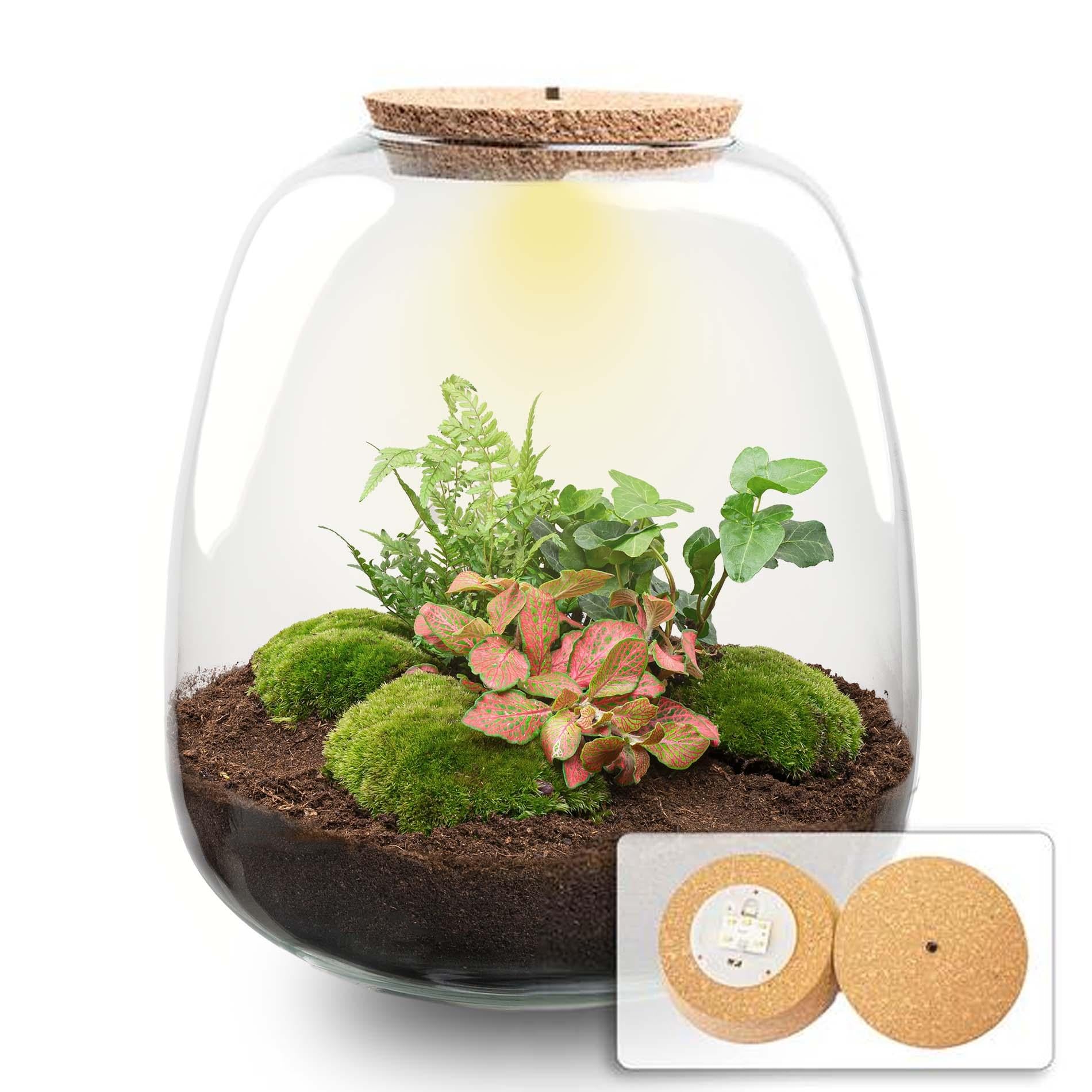 Pflanzenterrarium – Emma – Bastelset – Höhe 25 cm – Durchmesser 23 cm – Hedera Red