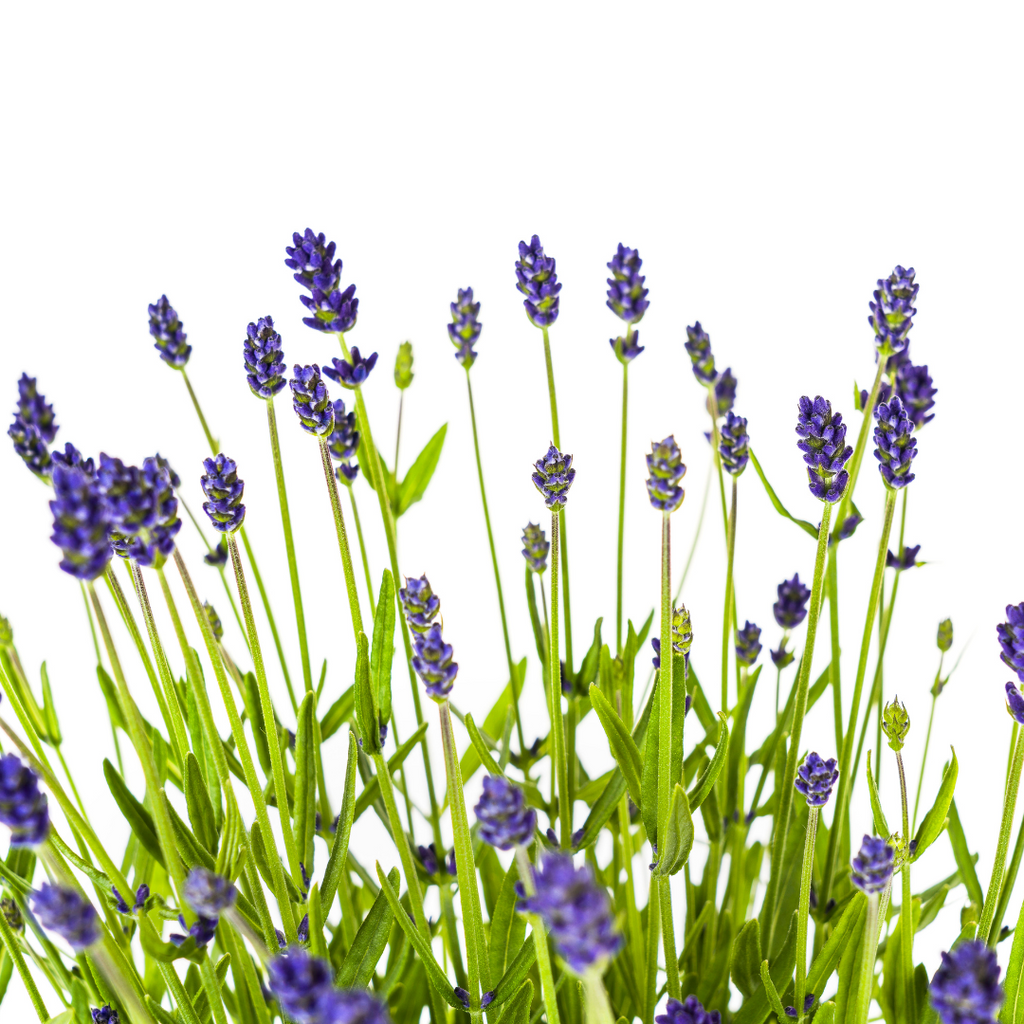 4x Lavandula angustifolia Ø19cm - ↕40 - 50cm
