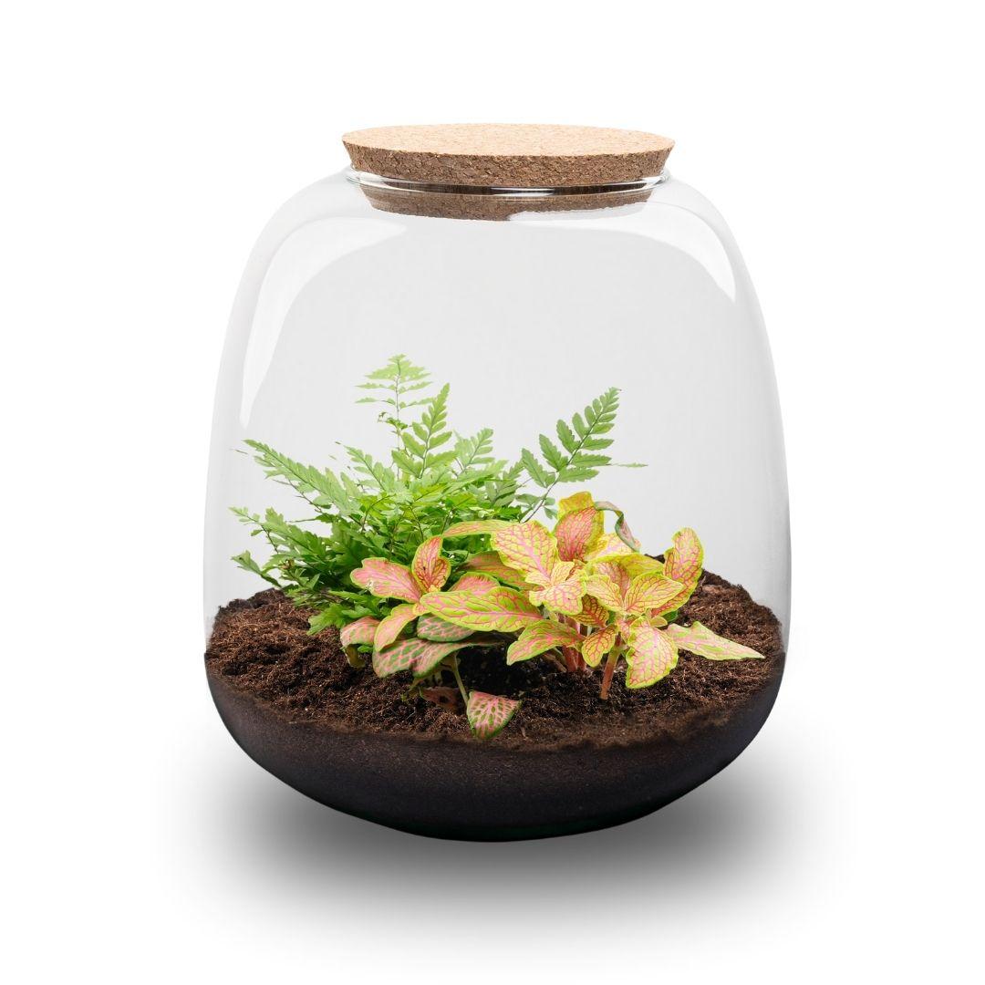 Pflanzenterrarium – Emma Mini – DIY-Set – ↑ 20 cm – Ø 19 cm – Fittonia Ruby Lime
