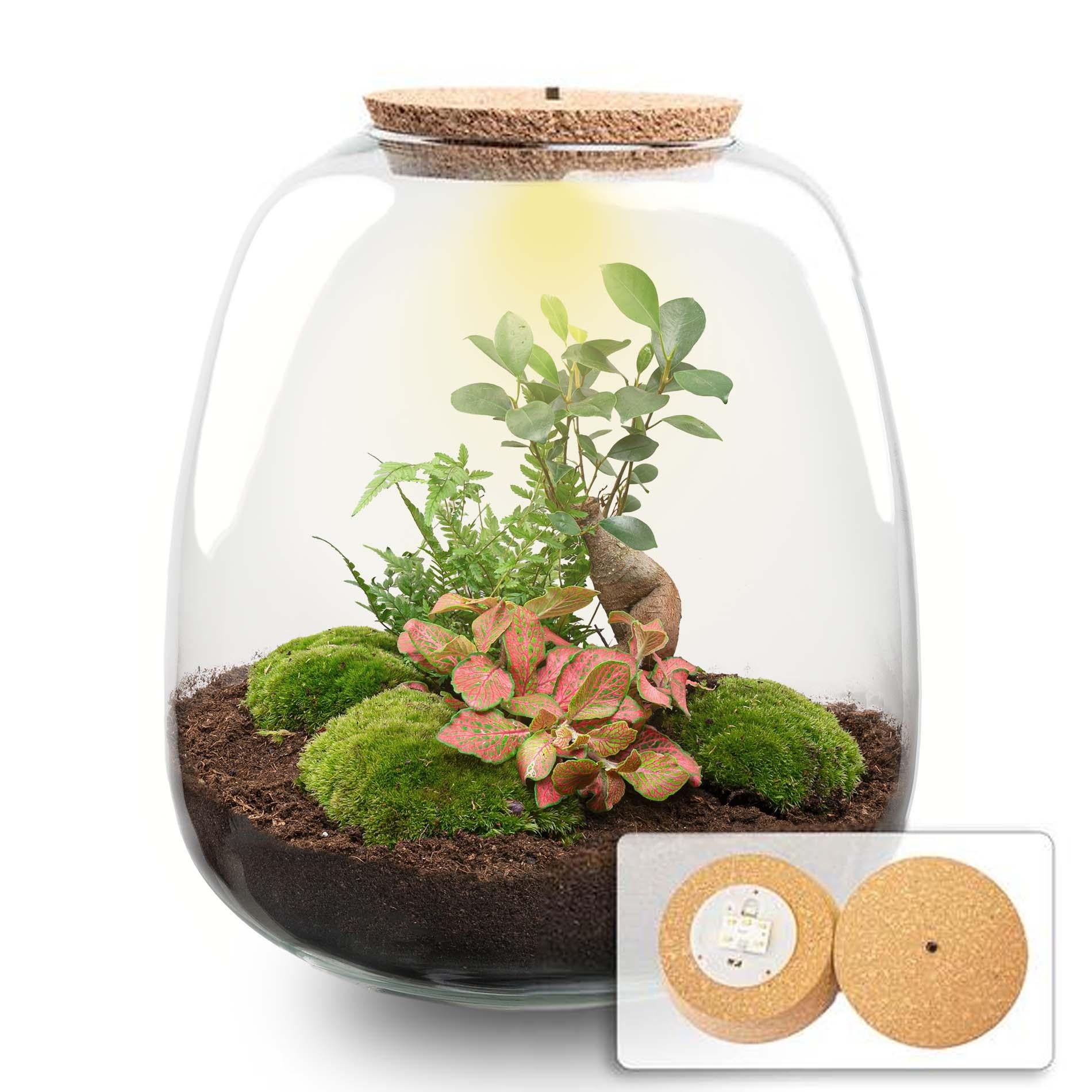 Pflanzen Terrarium - Emma - DIY kit - ↑ 25 cm - Ø 23 cm - Bonsai Red