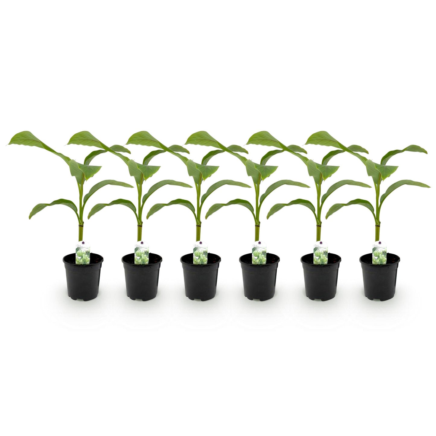 Obstpflanze - Bananenpflanze - Musa Basjoo - Winterhart - 6 Pflanzen - Topf 17cm Höhe 40cm