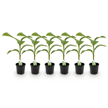 Obstpflanze - Bananenpflanze - Musa Basjoo - Winterhart - 6 Pflanzen - Topf 17cm Höhe 40cm