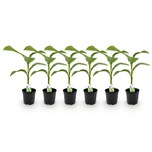Obstpflanze - Bananenpflanze - Musa Basjoo - Winterhart - 6 Pflanzen - Topf 17cm Höhe 40cm