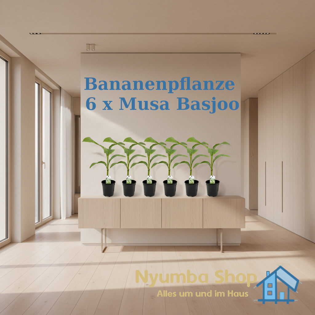 Obstpflanze - Bananenpflanze - Musa Basjoo - Winterhart - 6 Pflanzen - Topf 17cm Höhe 40cm