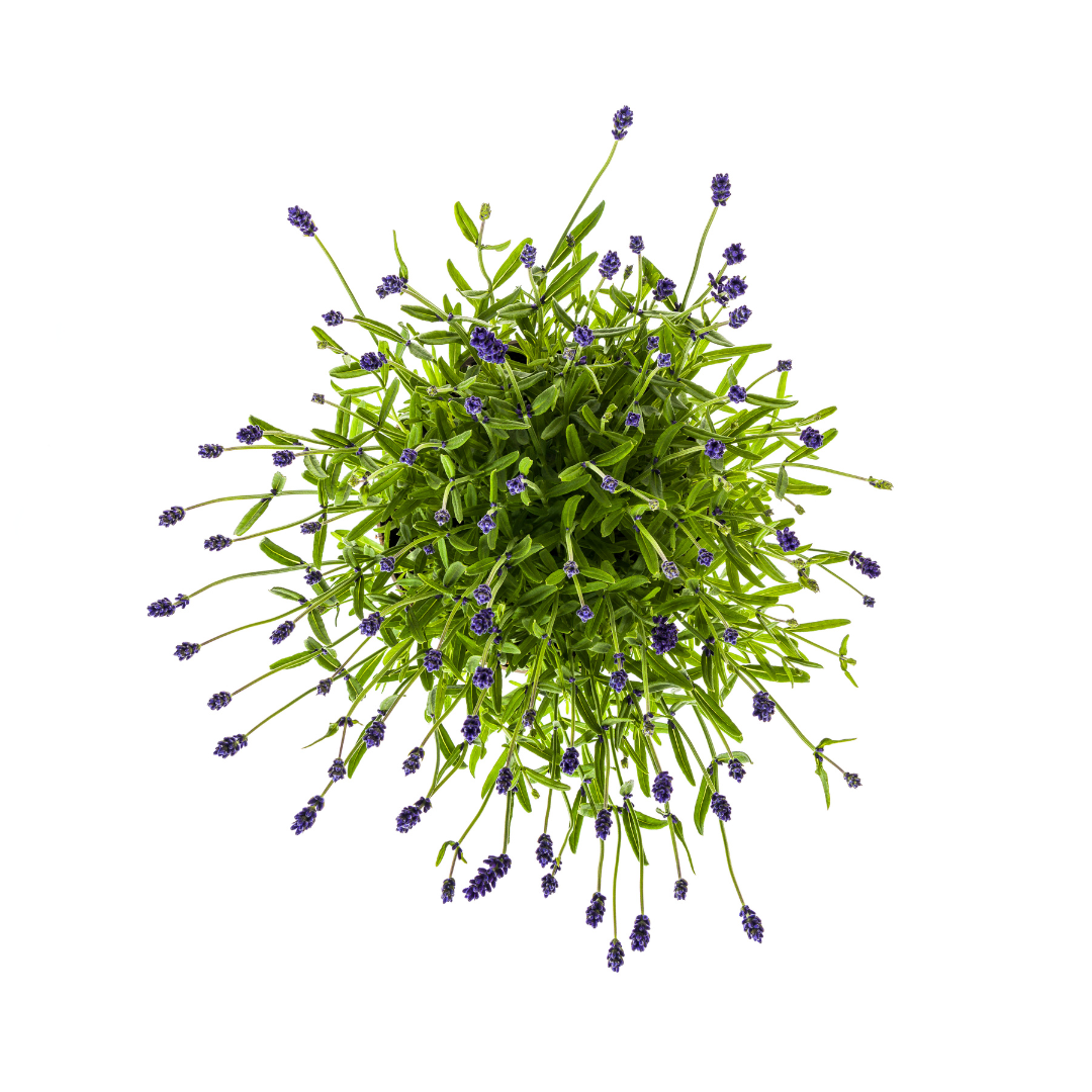 4x Lavandula angustifolia Ø19cm - ↕40 - 50cm