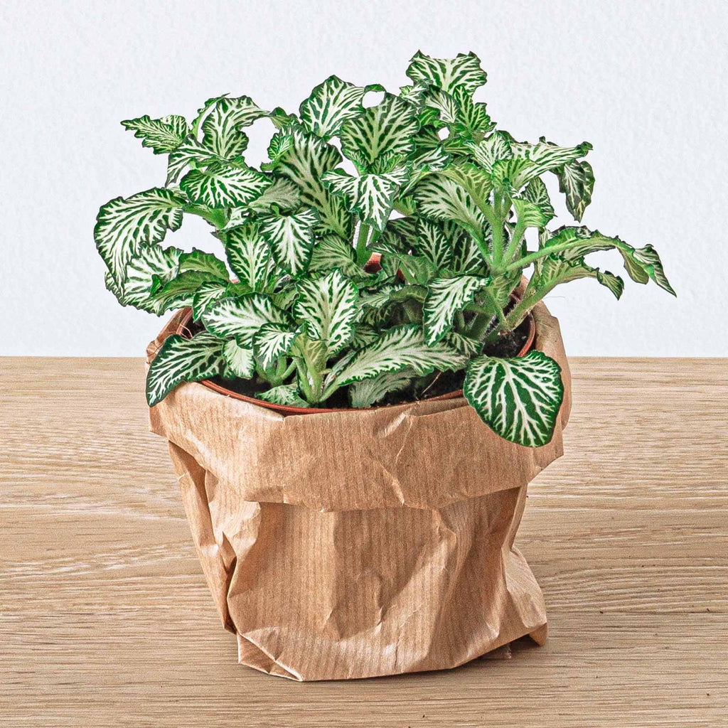 Nachfüllset für Pflanzenterrarium & Starter-Set – 5 Pflanzen