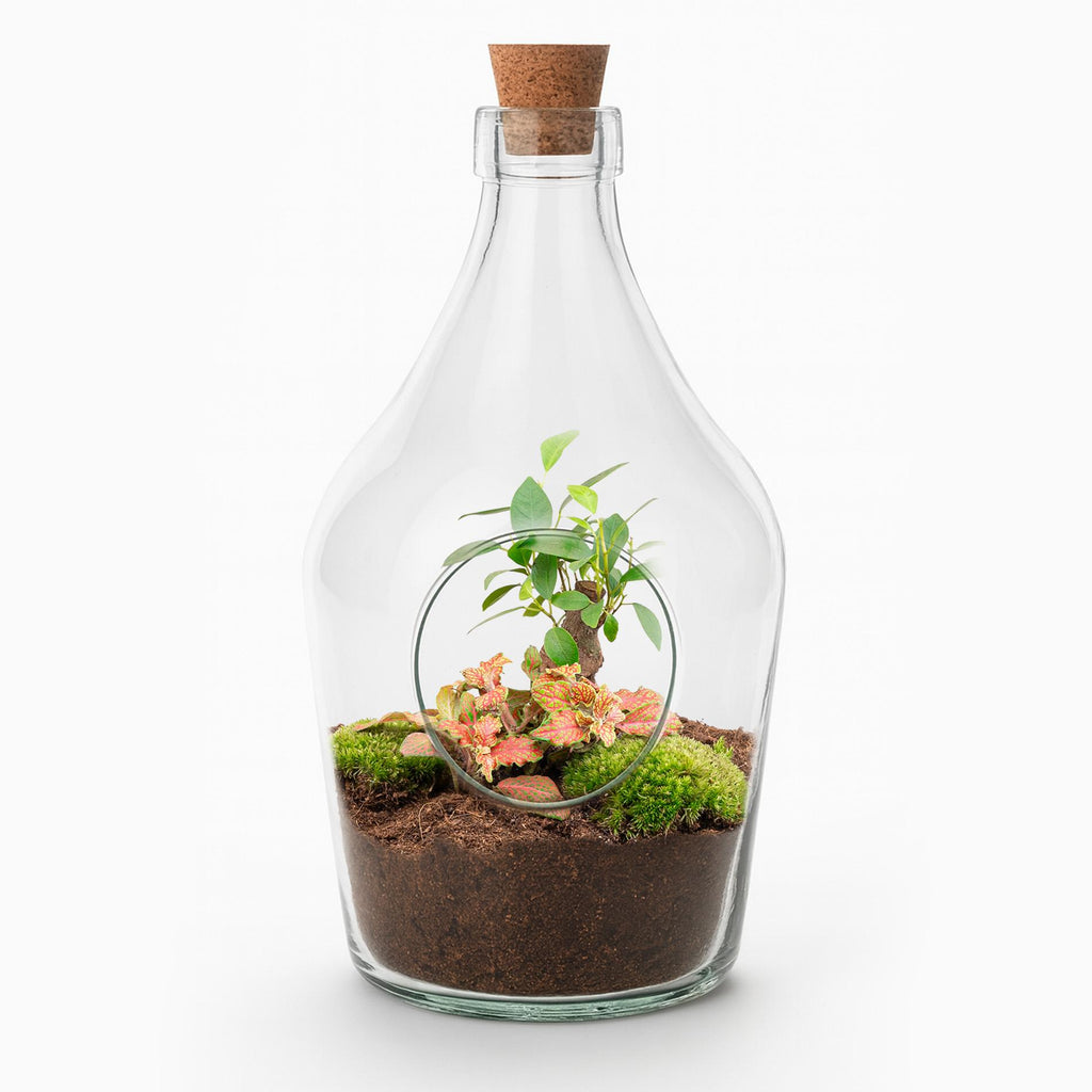 Offenes Terrarium John – Bonsai & Ruby Lime  ↑ 30 cm