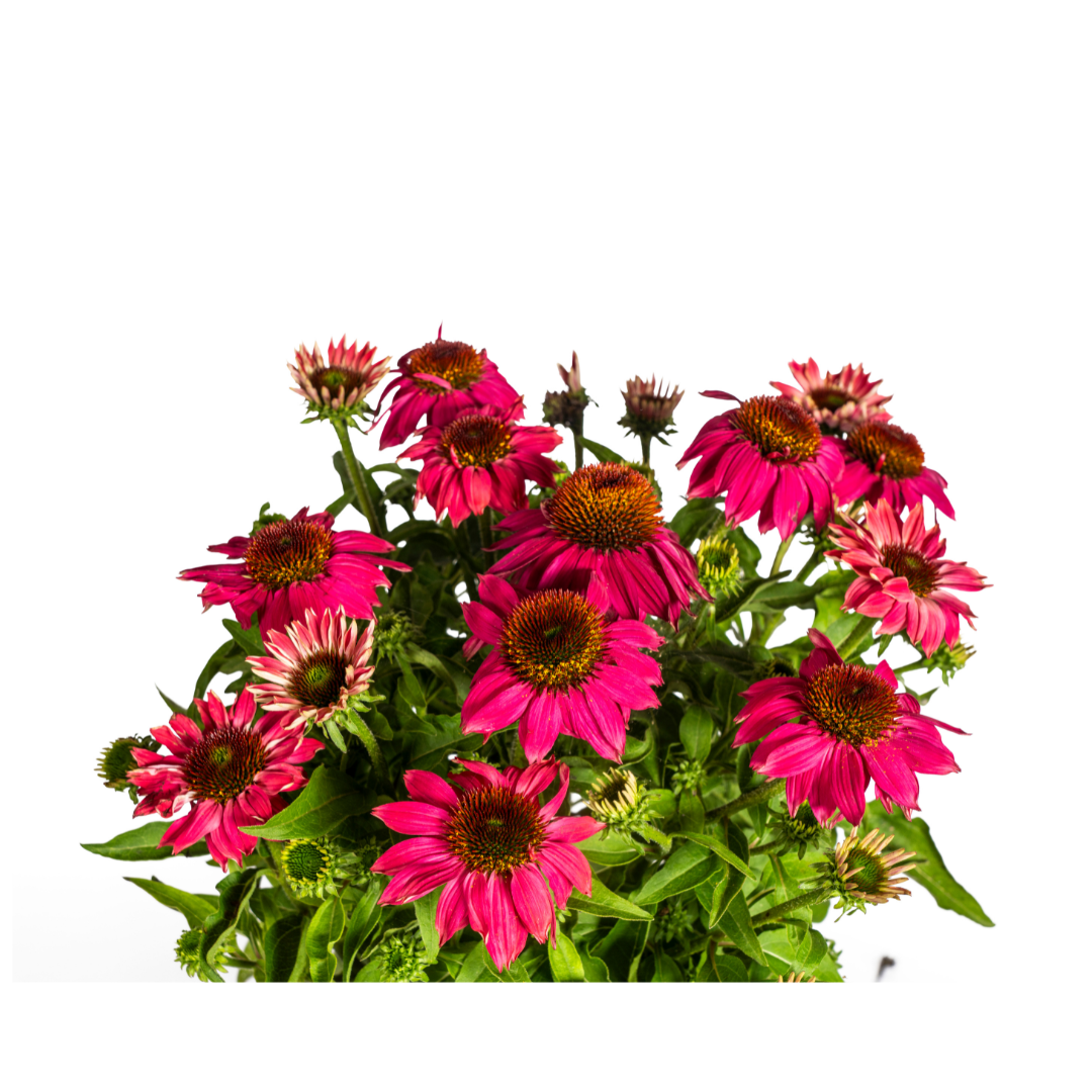 Echinacea purpurea Purple Ø19cm - ↕60 - 70cm