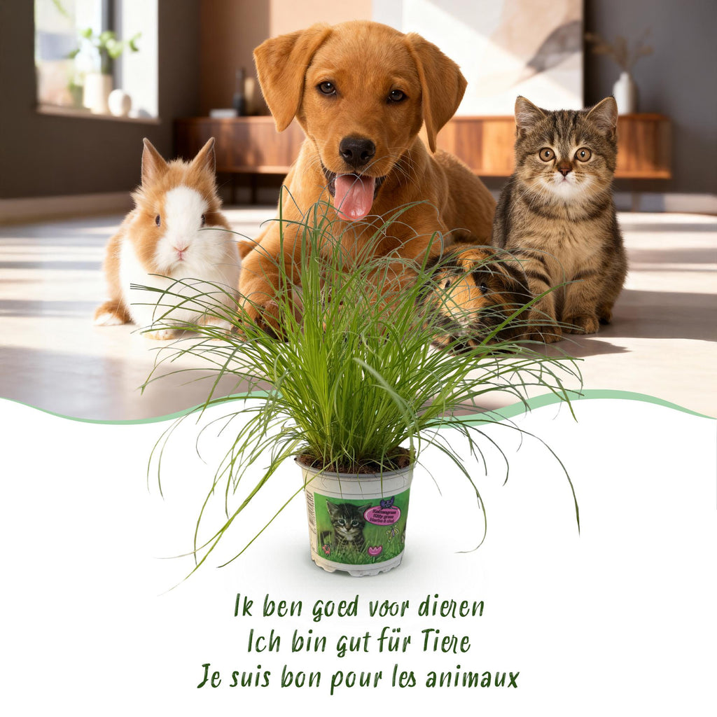 Green boutiQ - Zimmerpflanze - Cyperus alternifolius Zumula - Katzenpflanze - Haustierfreundliche Pflanze - Grün - 1 Pflanze - mit Korb - Topf 12cm - Höhe 20cm